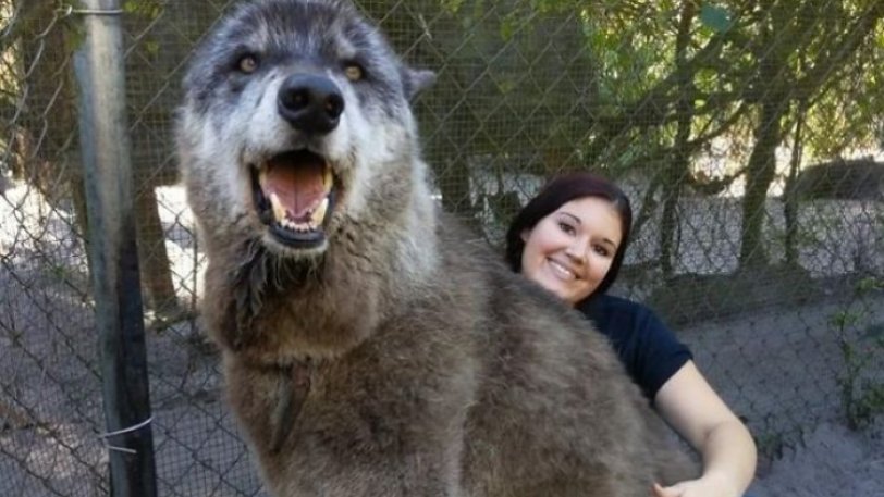 Γιγαντιαίο λυκόσκυλο εγκαταλείφθηκε σε καταφύγιο λύκων και είναι μεγαλύτερο από τους λύκους (εικόνες)