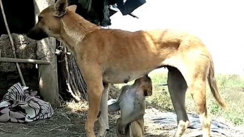 Σκύλος «υιοθέτησε» μαϊμουδάκι και το θηλάζει (βίντεο)