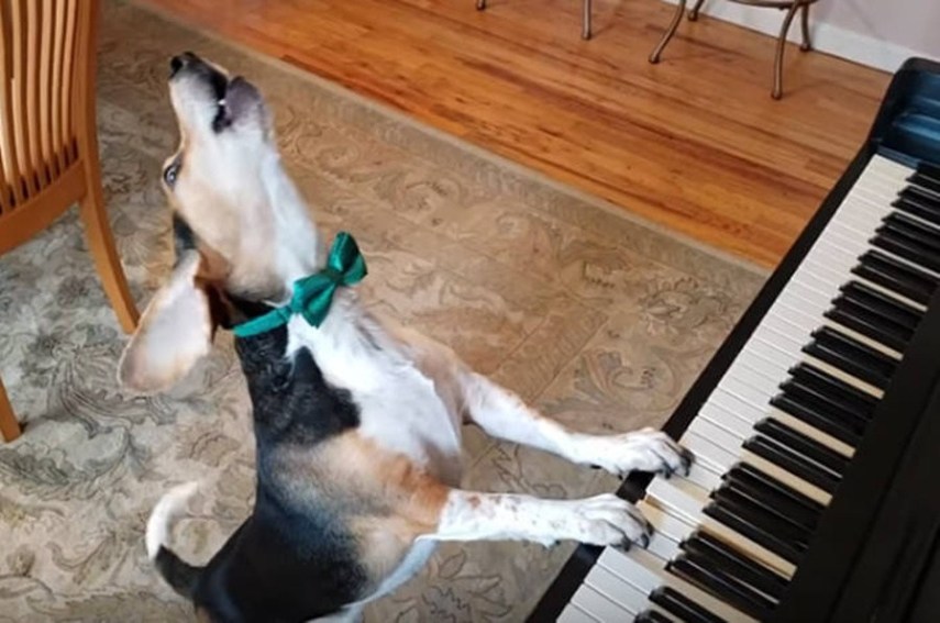 Σκύλος τραγουδά, παίζει πιάνο και ξεσηκώνει το κοινό του [βίντεο]