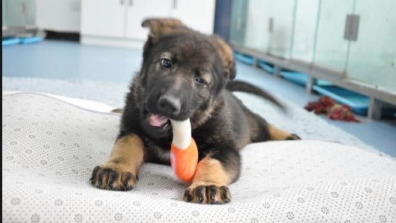 Κλωνοποιήθηκε η «Σέρλοκ Χολμς» των αστυνομικών σκύλων για να μειωθεί ο χρόνος εκπαίδευσης