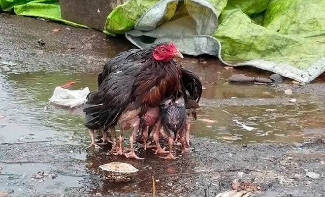 Μαμά κότα απλώνει τα φτερά της για να προστατεύσει τα μωρά της από την καταρρακτώδη βροχή