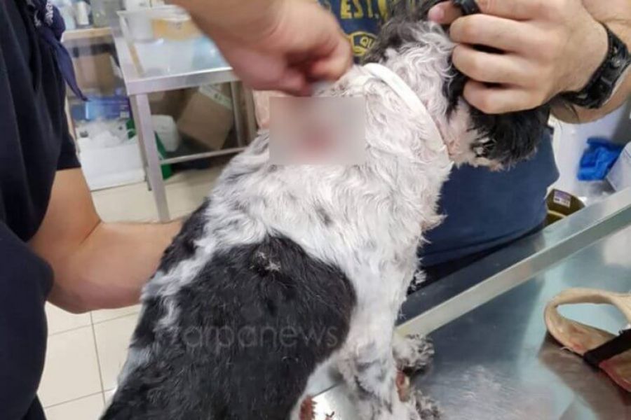 Χανιά: Τρομακτική επίθεση πίτμπουλ σε καφετέρια – Δάγκωσε δύο άτομα και ένα σκυλάκι (εικόνες)