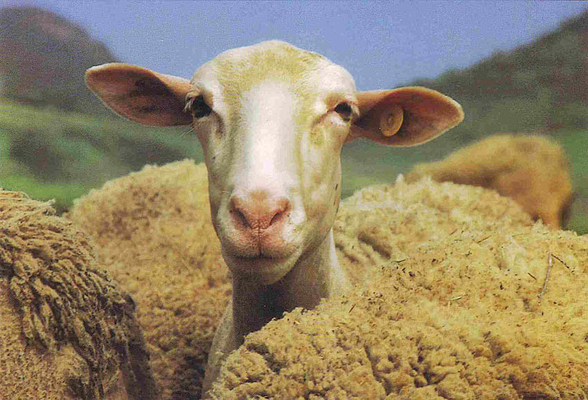 Κρήτη: Δε φαντάζεστε τι σκέφτηκε βοσκός για να μην ζευγαρώσουν τα πρόβατά του [φωτο]