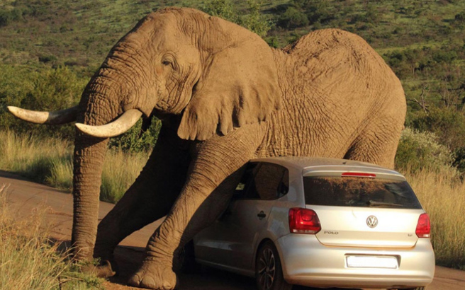 Η Ζιμπάμπουε γέμισε από… ελέφαντες και δεν ξέρει τι να τους κάνει