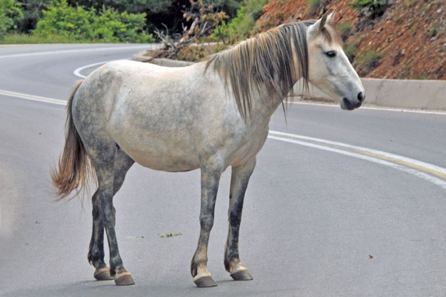 Άλογο έκοβε βόλτες στη μέση της Αττικής Οδού