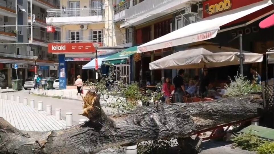 Δέντρο βάρους δύο τόνων έπεσε σε καφέ στο κέντρο της Θεσσαλονίκης (βίντεο)