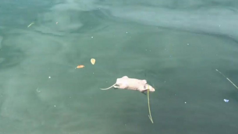 Θεσσαλονίκη: Δεκάδες νεκρά ποντίκια ξεβράστηκαν στον Θερμαϊκό – Τι συνέβη (βίντεο)