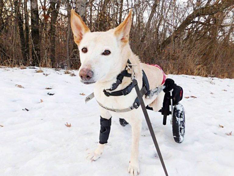 Παράτησαν σκυλίτσα με αναπηρία στο δρόμο, με σπασμένο καρότσι, δεμένη με αλυσίδα [φωτο +βίντεο]