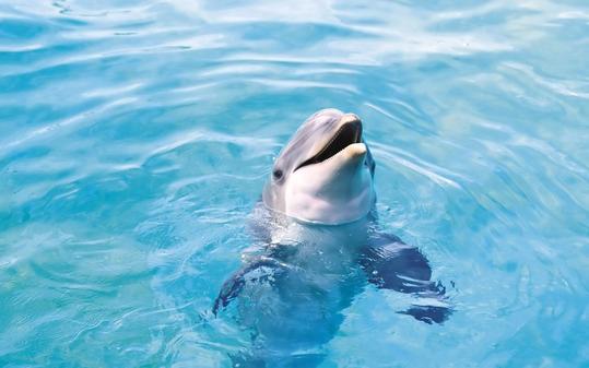 Πρωτοφανής αύξηση δελφινιών στην Αλόννησο