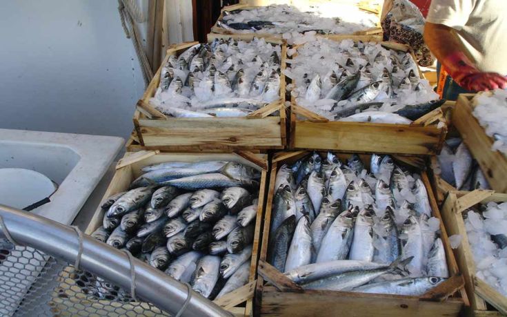 Ηράκλειο: Κατασχέθηκαν πάνω από 21 τόνοι ψάρια