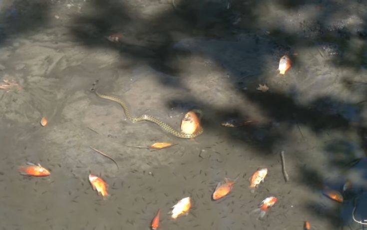 Μυστήριο με εκατοντάδες νεκρά ψάρια στο φράγμα Αποσελέμη