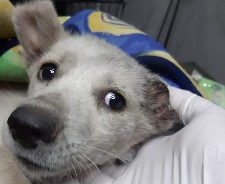 Κτηνωδία στην Ξάνθη: Κακοποίησαν σκυλάκι – Βρέθηκε ακρωτηριασμένο (εικόνα)