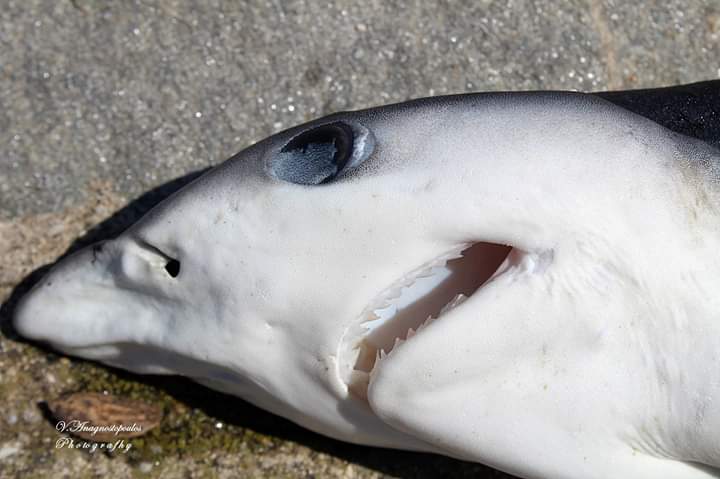 Συναγερμός: Μικρός καρχαρίας εντοπίστηκε σε λιμάνι της Θράκης (εικόνες)