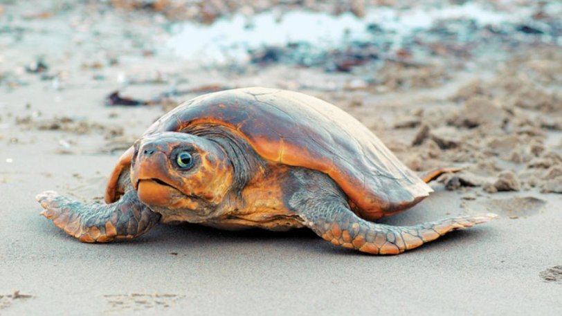 Θαλάσσιες χελώνες επιτέθηκαν σε 40 λουόμενους σε παραλία της Μάνης