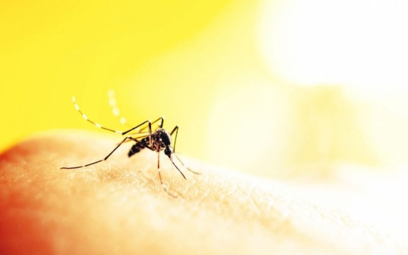 Ύποπτο κρούσμα ελονοσίας στα Τρίκαλα – Αυτά είναι τα συμπτώματα