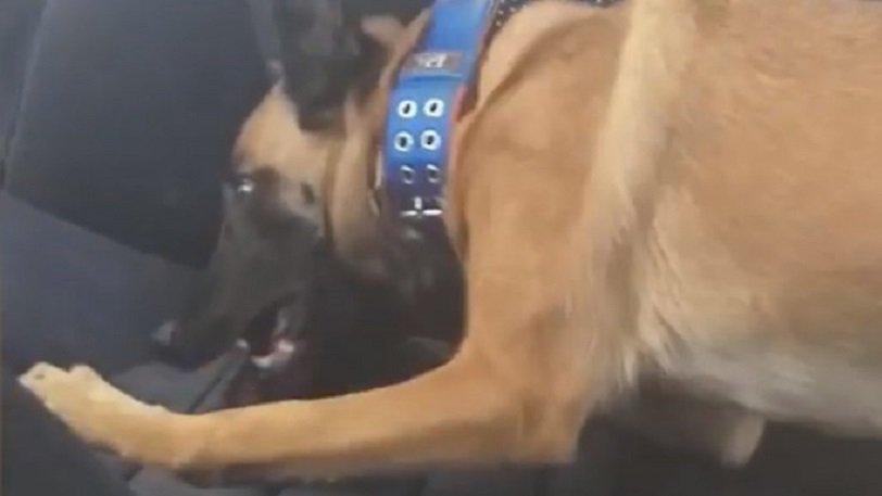 Ηγουμενίτσα: Η στιγμή που σκύλος της αστυνομίας ανακαλύπτει 15 κιλά κάνναβης (βίντεο)
