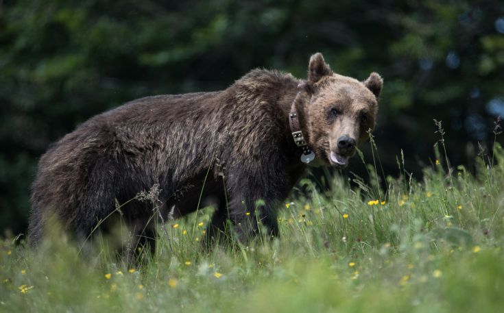 Αρκούδα έκοβε βόλτες σε χωριό της Κοζάνης