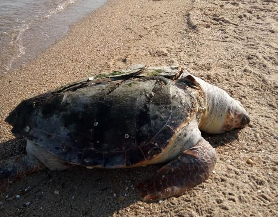 Θαλάσσια χελώνα 80 κιλών βρέθηκε νεκρή σε παραλία της Θεσσαλονίκης (εικόνες)
