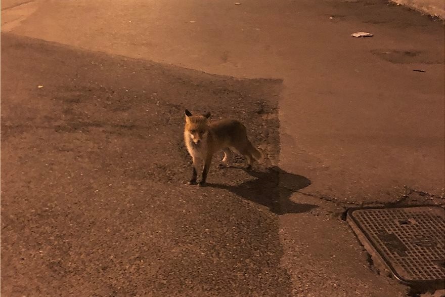 Κάμερα κατέγραψε αλεπού να κάνει βόλτες στην πόλη της Κοζάνης (βίντεο)