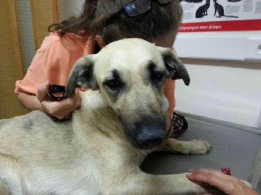 Κτηνωδία στην Κρήτη: Κρέμασαν σκυλίτσα από το λουράκι της και την άφησαν να πεθάνει