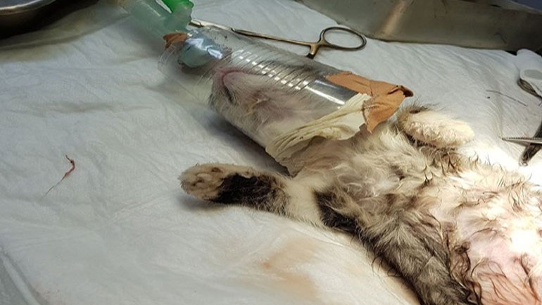 Κτηνωδία στη Μυτιλήνη: Ξεκοίλιασαν γάτα για να δουν αν έχει μωράκια (εικόνες)