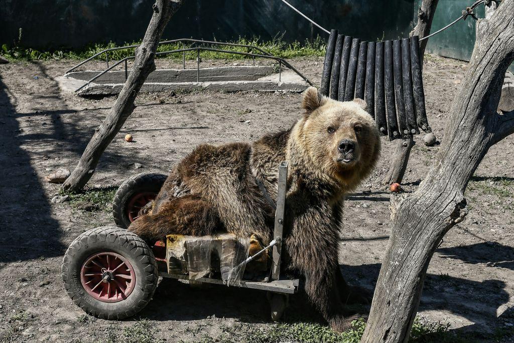 Θεσσαλονίκη: Πέθανε ο Ούσκο, η πρώτη αρκούδα στον κόσμο που χρησιμοποιούσε αναπηρικό αμαξίδιο (βίντεο)