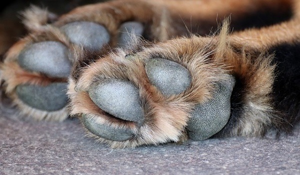 Κτηνωδία στη Φθιώτιδα: Βρήκαν σκύλο κρεμασμένο με σύρμα σε κιόσκι (εικόνες)
