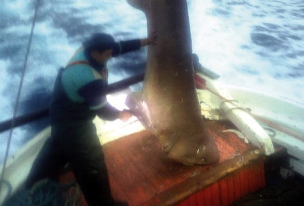 Έπιασαν καρχαριοειδές 400 κιλών μεταξύ Σκιάθου και Πλατανιά