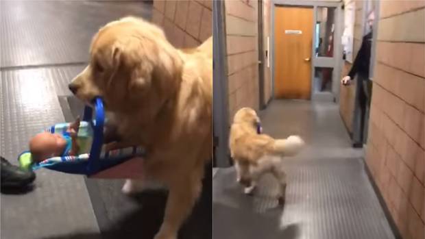 Σκύλος πιάστηκε να «κλέβει» παιχνίδια από αστυνομικό τμήμα γιατί νόμιζε πως ήταν για εκείνον