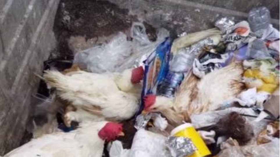 Κτηνωδία στους Αγίους Θεοδώρους: Πέταξε ζωντανές κότες στα σκουπίδια (βίντεο)