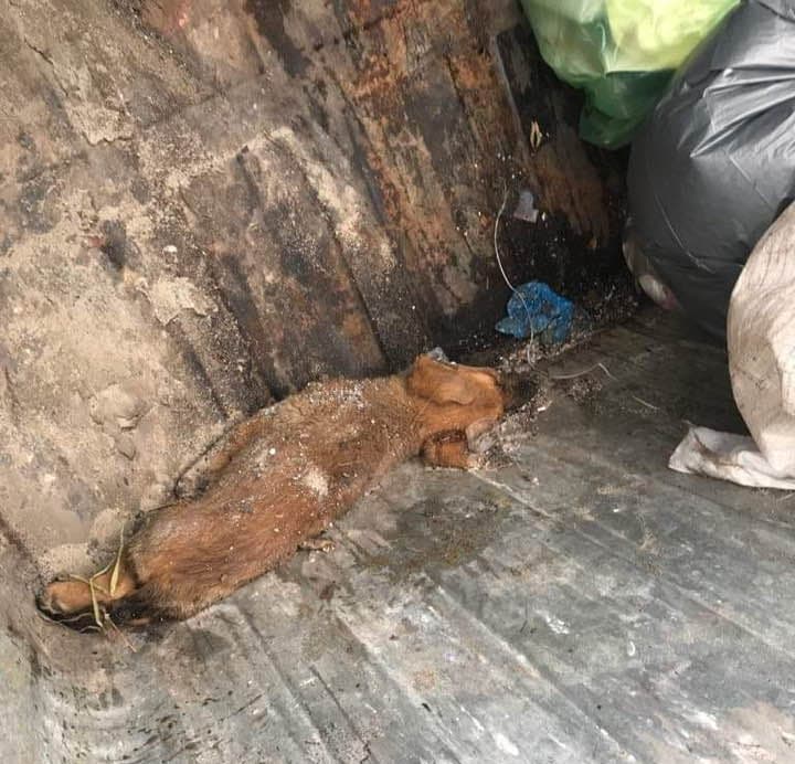 Πέταξαν ζωντανό κουτάβι σε κάδο σκουπιδιών στα Μέγαρα (εικόνες)