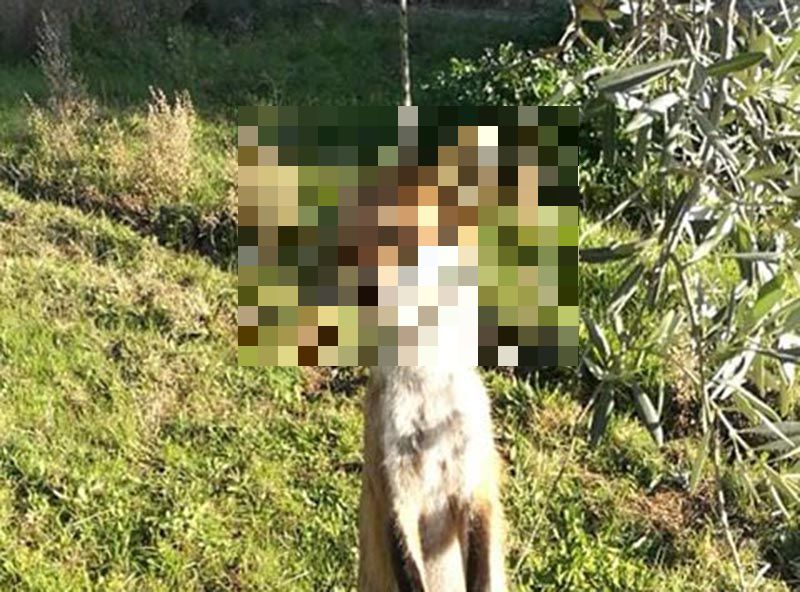 Κτηνωδία στο Αγρίνιο: Ασυνείδητος κρέμασε αλεπού από δέντρο (εικόνες)