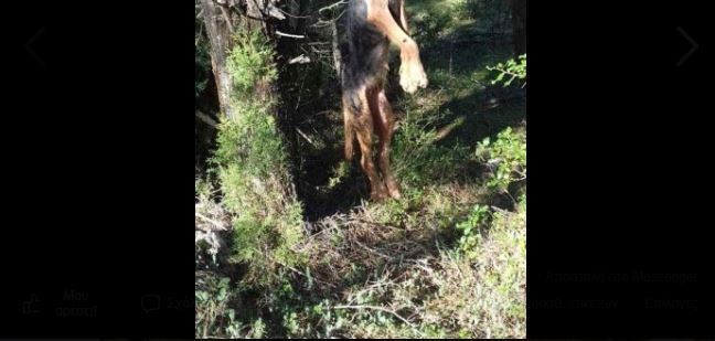 Κτηνωδία στην Αρκαδία: Κρέμασαν σκύλο από δέντρο με σύρμα (εικόνα)