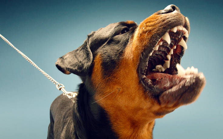 Μαγνησία: Σκύλος κατασπάραξε την ιδιοκτήτρια του