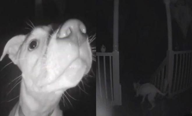 Σκύλος χτυπάει το κουδούνι στις 2 τα ξημερώματα επειδή τον κλείδωσαν έξω από το σπίτι
