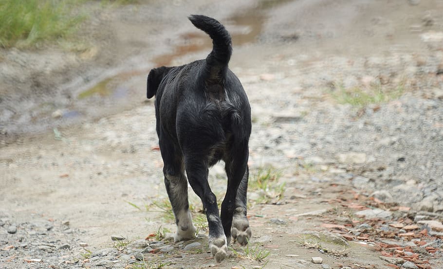 Ασυνείδητος πυροβόλησε αδέσποτο σκυλάκι στις Σέρρες