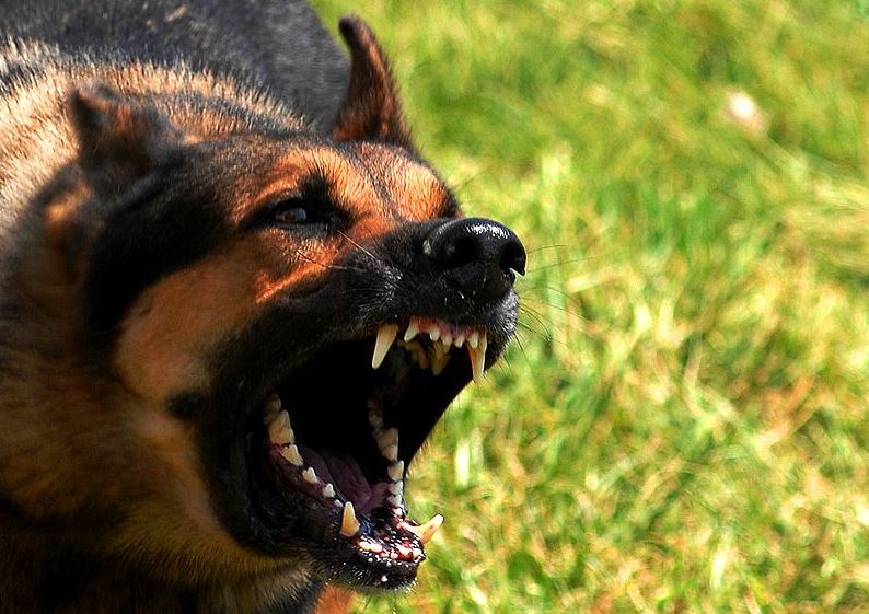 Λουτράκι: Αποζημίωση 2.000 ευρώ σε γυναίκα για δάγκωμα σκύλων χωρίς λουρί