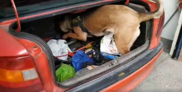 Η στιγμή που η Minnie βρίσκει ηρωίνη στο αυτοκίνητο 67χρονου στο Κιλκίς (βίντεο)