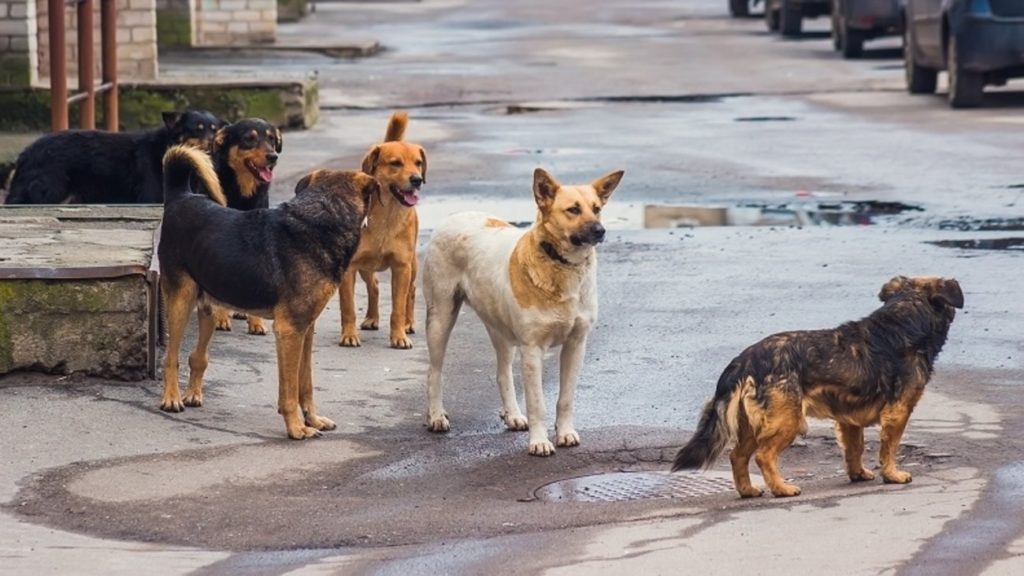 Αττικό Άλσος: Νεκρά από φόλες οκτώ σκυλιά