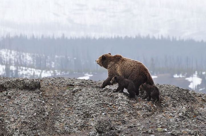 Μαμά αρκούδα και αρκουδάκια βολτάρουν στην “άδεια” Καστοριά εν μέσω καραντίνας (βίντεο)