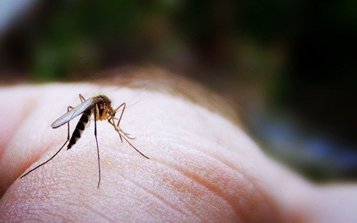 Σωτήρης Τσιόδρας: Τι ισχύει με τα κουνούπια και τη μετάδοση του κορονοϊού