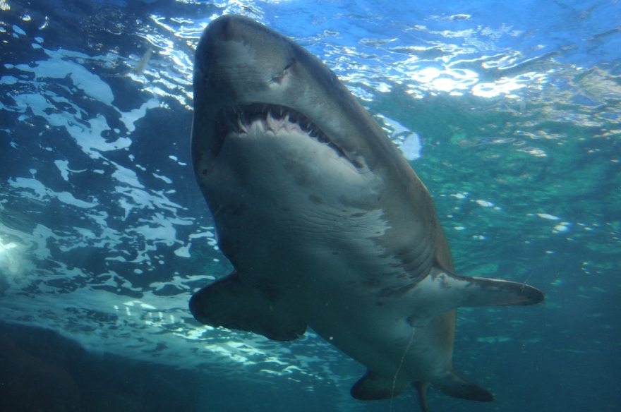 Κόρινθος: Καρχαρίας ξεβράστηκε σε παραλία της Ποσειδωνίας [φωτο+βίντεο]
