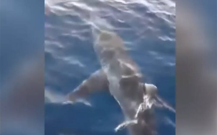 Βίντεο με μεγάλο καρχαρία στα ανοιχτά του Λαγανά
