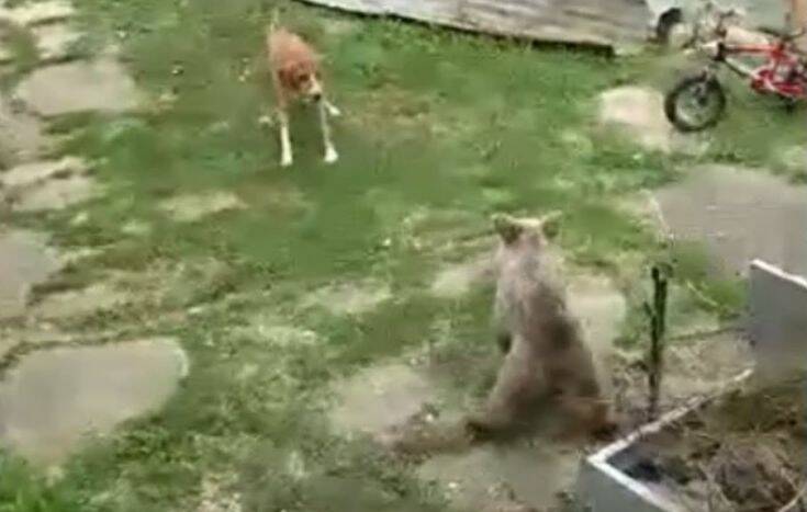 Πώς αντέδρασε ένας σκύλος όταν είδε ένα αρκουδάκι στην αυλή του σπιτιού του