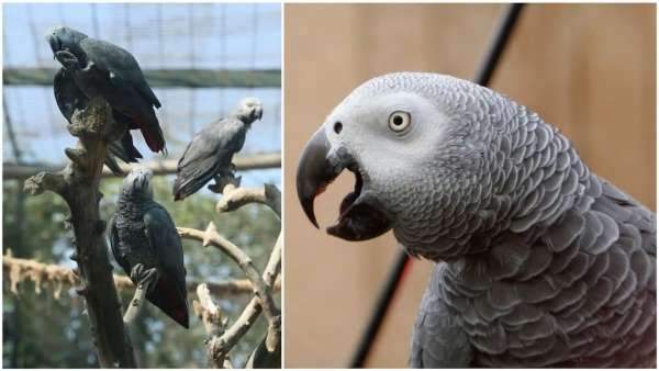 Παπαγάλοι έβριζαν συνεχώς σε ζωολογικό κήπο, και τους χώρισαν για να μην παρασύρουν ο ένας τον άλλο