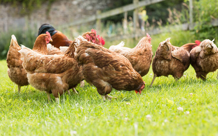 Η Δανία θανατώνει 25.000 κοτόπουλα – Εντοπίστηκαν κρούσματα γρίπης των πτηνών
