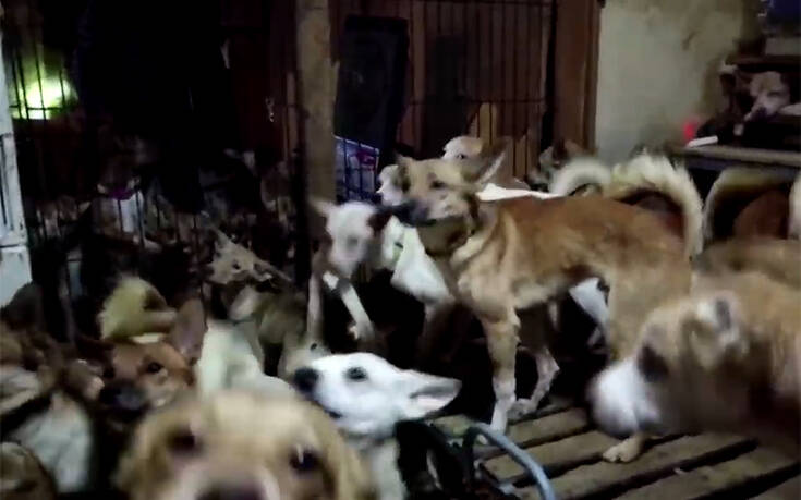 Φρίκη στην Ιαπωνία: Βρήκαν μέσα σε σπίτι 164 σκελετωμένα σκυλιά