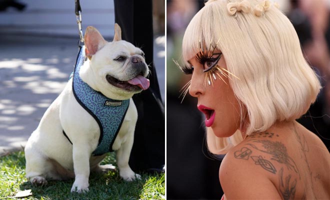 Τέλος η αγωνία για τη Lady Gaga: Τα δύο σκυλάκια της, που είχαν κλαπεί, επεστράφησαν