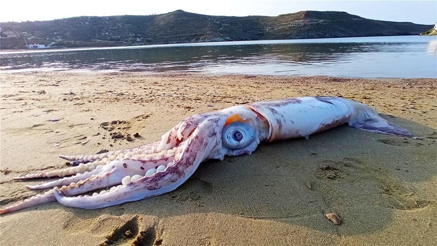 Θράψαλο «γίγας» ξεβράστηκε στην παραλία Οτζιάς της Κέας