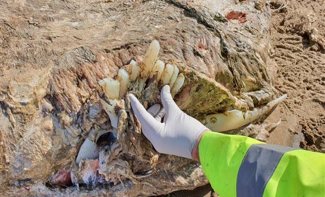 Ουαλία: Εντοπίστηκε μυστηριώδες θαλάσσιο θηρίο τεσσάρων τόνων με μήκος επτά μέτρα – Δείτε φωτογραφίες